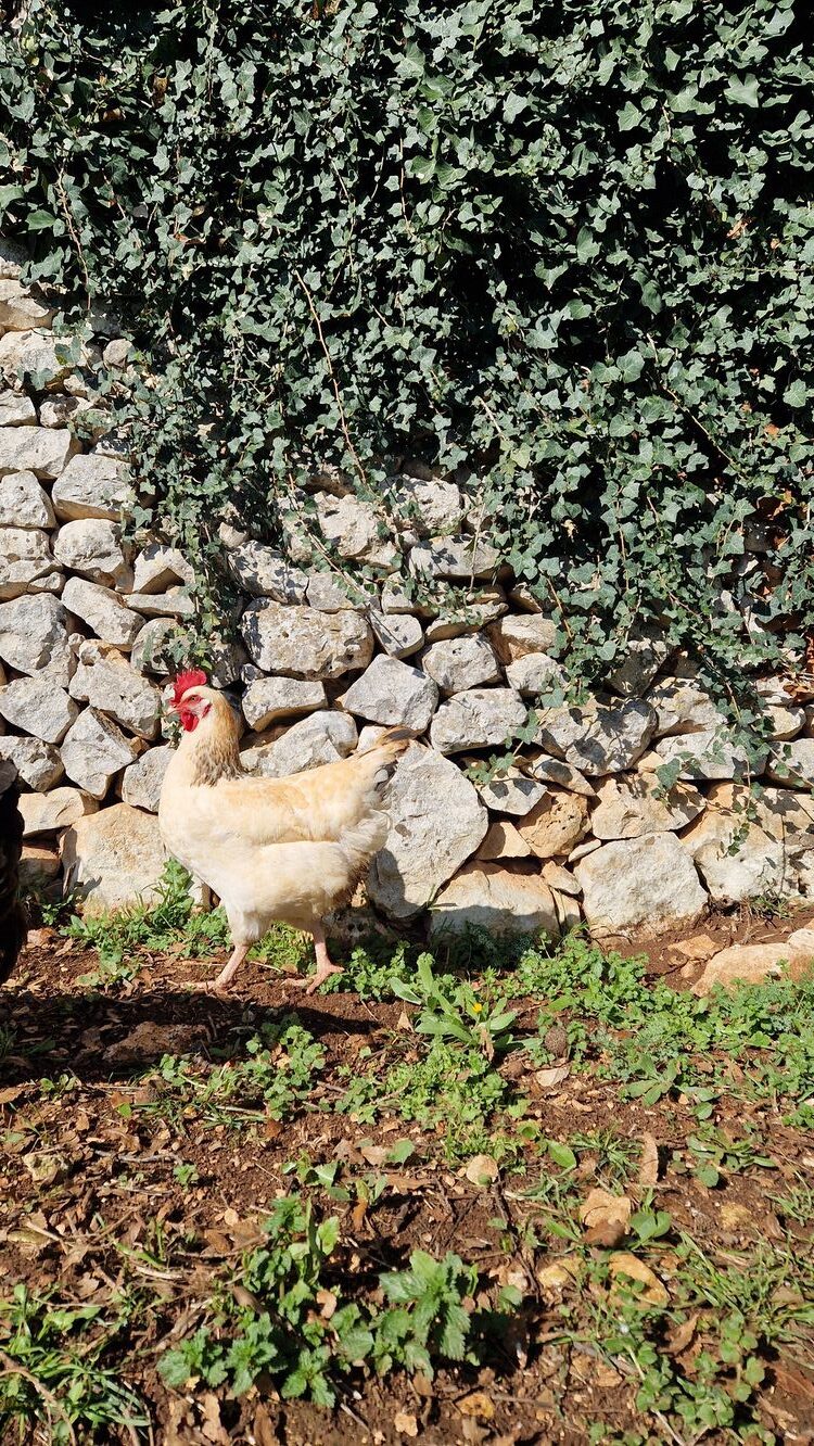 Gallina ruspante davanti a muretto a secco