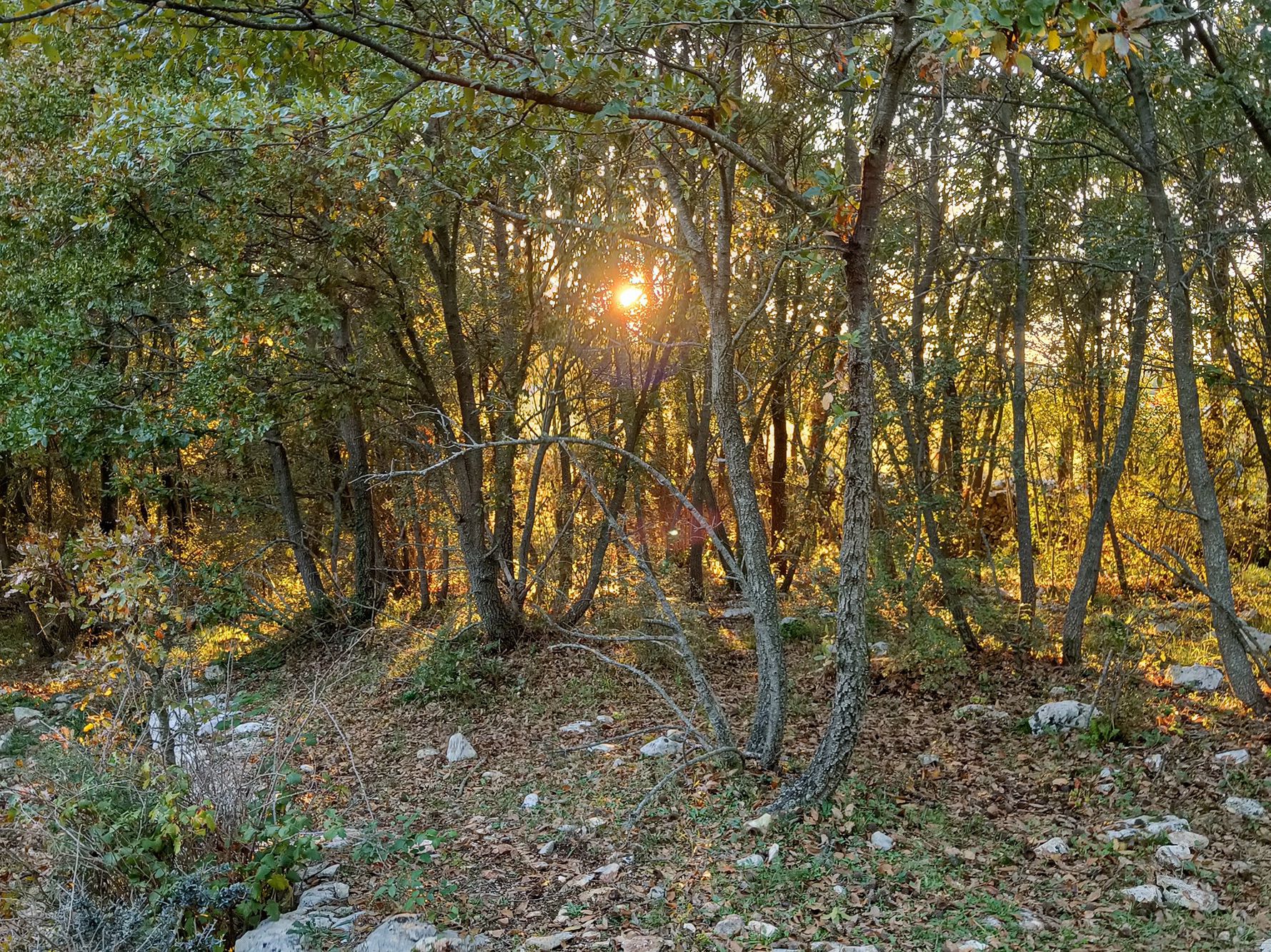 Sole al tramonto tra gli alberi